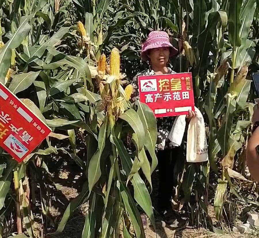 示范田：控皇三头牛菏泽定陶