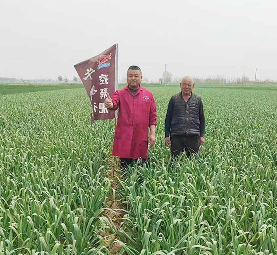 示范田：控皇三头牛河南杞县